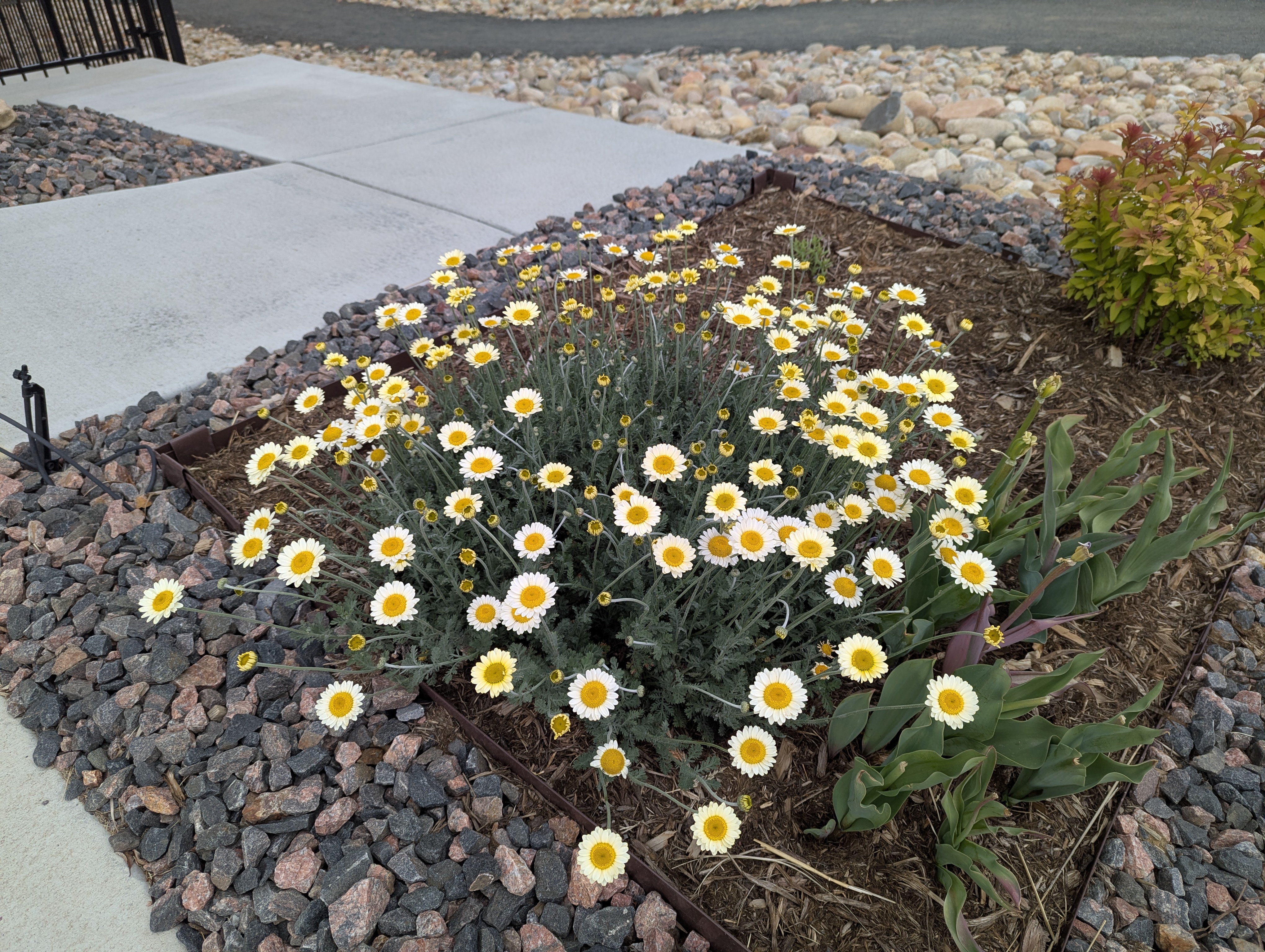 Garden, Flowers, Morrison, Colorado